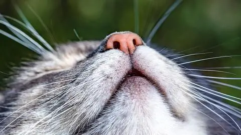 Polacy opracowali lek na koci katar