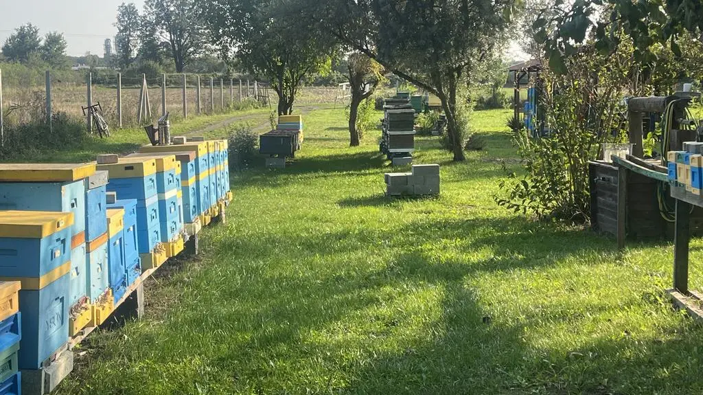 Pasieka w Starym Raduszcu