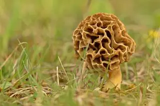Smardz jadalny (łac. Morchella esculenta)