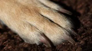 Pies był głodzony (zdjęcie ilustracyjne) 