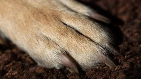 Pies był głodzony (zdjęcie ilustracyjne) 