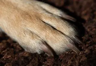 Psy biegały bez nadzoru i zachowywały się agresywnie. Interweniowała policja