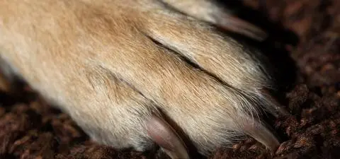 Pies głodzony, przetrzymywany w brudzie i odchodach. Szukają właściciela