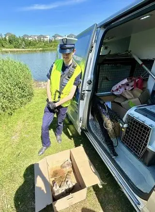 Uratowane łabędzie zostały wypuszczone w bezpiecznym miejscu 