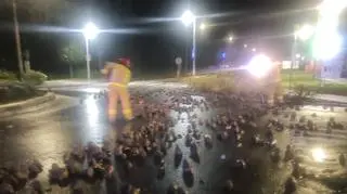 Usuwanie warzyw z ulicy zajęło około 30 minut