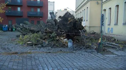 Wrocław, przewrócone drzewo przy budynku na ul. Tęczowej
