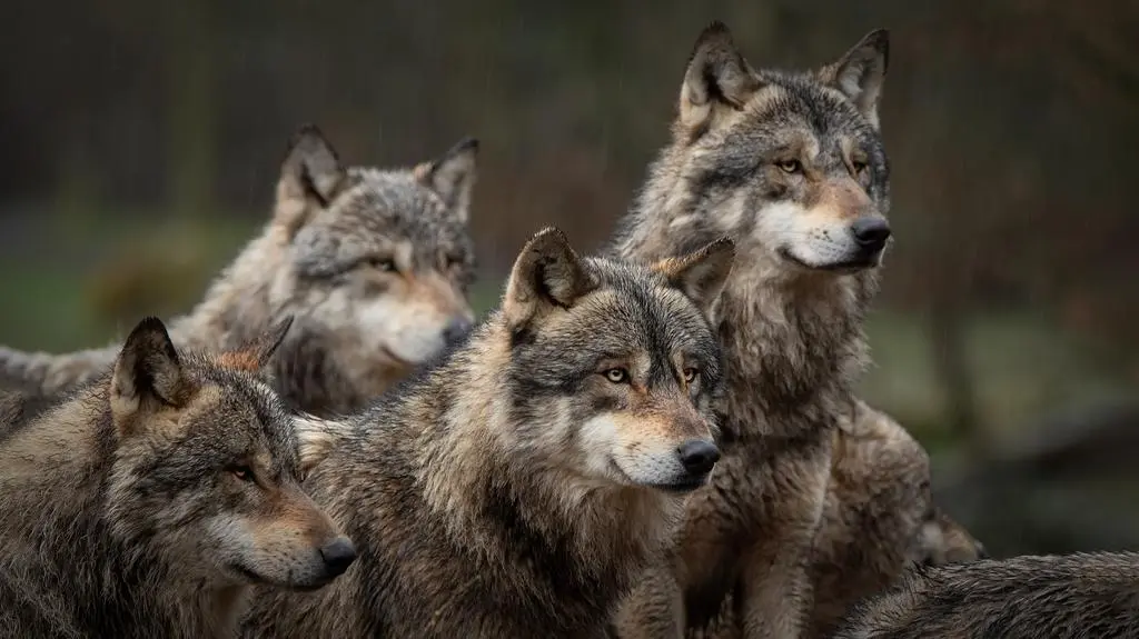 Wilk szary (Canis lupus)