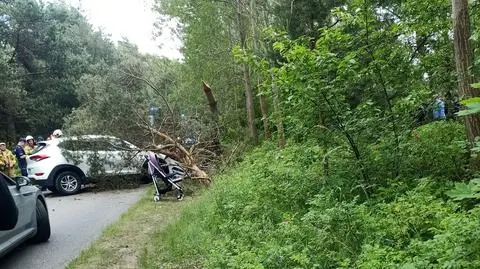 Kierująca uderzyła w drzewo
