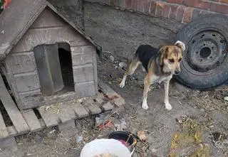 Pies biegał po ulicy z łańcuchem i kłódkami. Radny powiatowy z zarzutem 