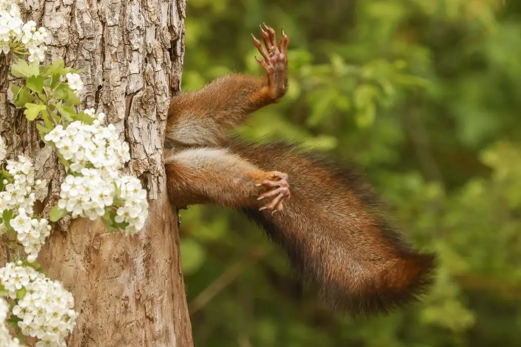 "Stuck Squirrel"