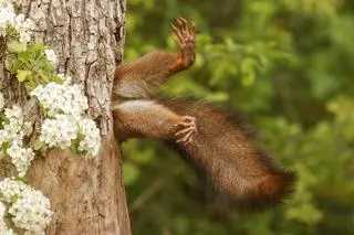 "Stuck Squirrel"