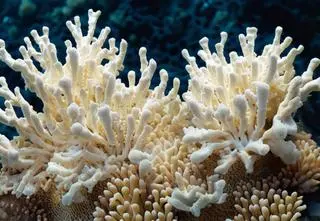 Niezwykłe odkrycie u wybrzeży Włoch