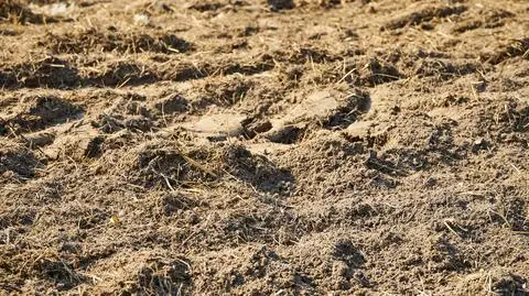 Susza, sucha gleba