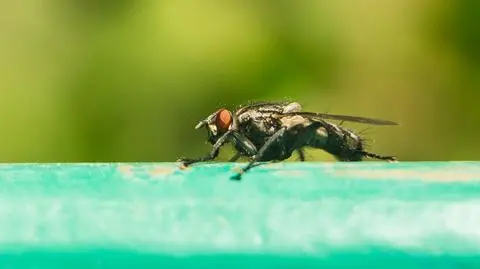 shutterstock_683412274