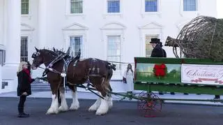 Melania Trump odebrała choinkę