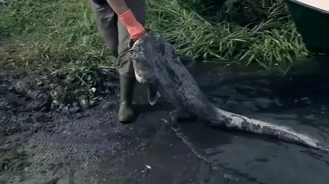 "To jest straszne, że państwo polskie utrzymuje się z niszczenia polskiej przyrody"