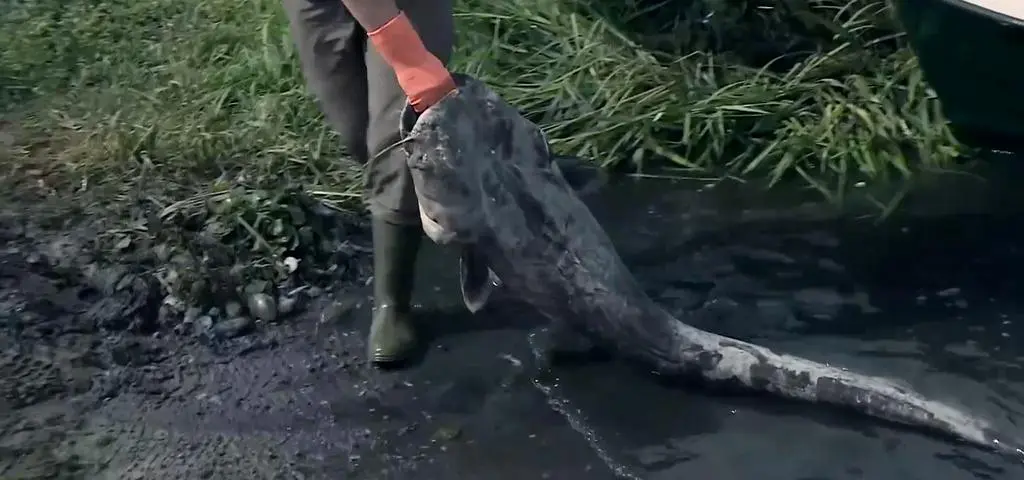 "To jest straszne, że państwo polskie utrzymuje się z niszczenia polskiej przyrody"