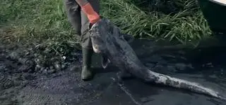 "To jest straszne, że państwo polskie utrzymuje się z niszczenia polskiej przyrody"