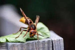 Szerszeń europejski (łac. Vespa crabro)
