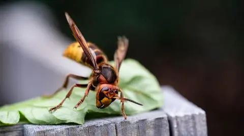Czesi skarżą się na te owady. Strażacy mają pełne ręce roboty
