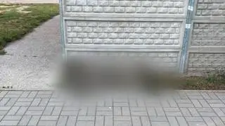Martwy dzik leżał w centrum Konstantynowa Łódzkiego