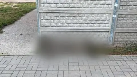 Martwy dzik leżał w centrum Konstantynowa Łódzkiego