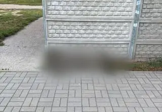 Zadzwonił do łowczego i powiedział, że "upuścił krew z dzika". To ten znaleziony pod śmietnikiem?