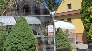 W takich klatkach trzymane są zwierzęta w Czchowie