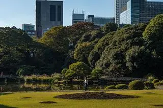 Zielone drzewa w parku Shinjuku Gyoen w Tokio, 22 listopada 2024