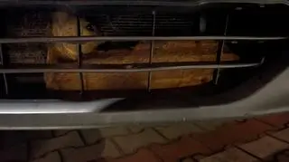 Sarna wpadła za zderzak samochodu