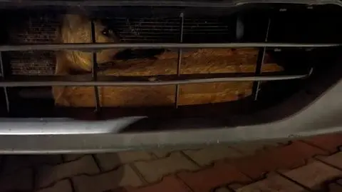 Sarna wpadła za zderzak samochodu