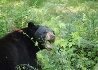 Ursus americanus floridanus
