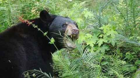 Niedźwiedź czarny, Floryda (Ursus americanus floridanus)
