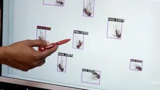 Komary zabijają więcej ludzi niż wojny. Pomoże nam AI?