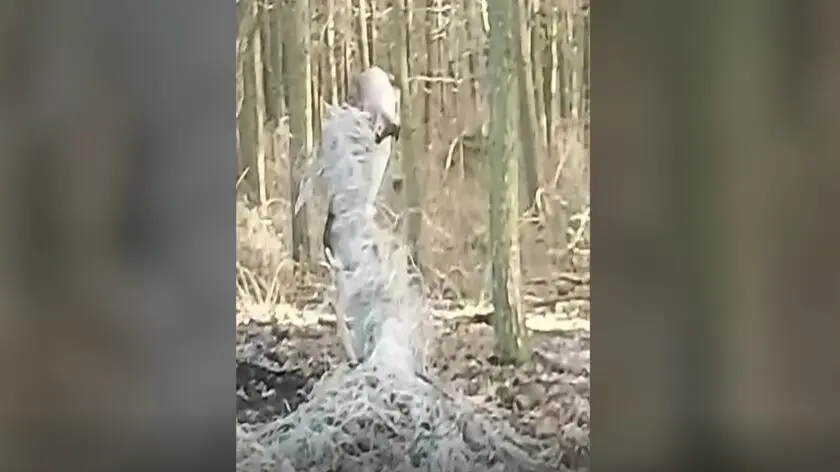 Daninów. Daniel zaplątał się porożem w sznurki. Nagranie Kép