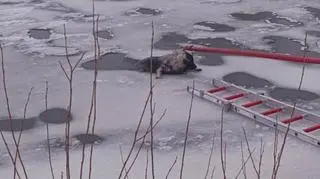 Pies znajdował się w przeręblu 