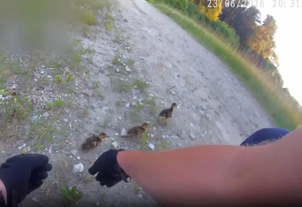 Policjanci eskortowali kaczki 