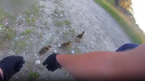 Policjanci eskortowali kaczki 