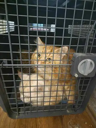 Szczecin. Zlikwidowano pseudohodowlę kotów