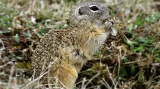 W Polsce żyje na wolności około 1000 susłów