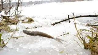 Wędkarze znajdują martwe ryby
