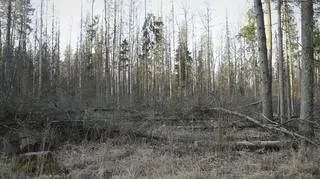 Puszcza Białowieska  jest na liście Światowego Dziedzictwa UNESCO