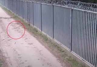Ataki migrantów na granicy. Strażniczka opatruje rannego, rzucają w nią ostrymi kijami