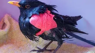 Kos z opatrzonym skrzydłem