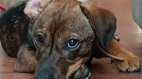 Ponad 60-letni bracia znęcali się nad szczeniakiem. Im grozi więzienie, psa przygarnął policjant