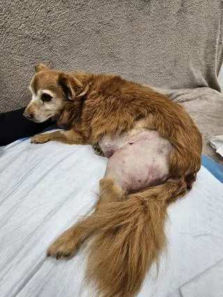 Lisia ma rozległe rany po ataku