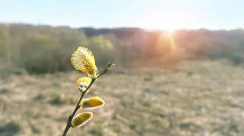 Wiosna, przedwiośnie, słońce