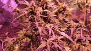 50-latkowi grozi do trzech lat więzienia