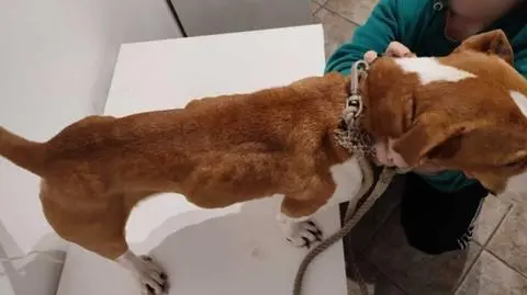 Pies Prezes po pobycie w szkole Małgo