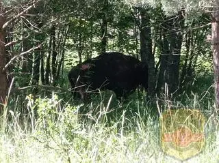 Żubra trzeba było odstrzelić